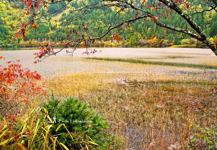 Jiuzhai Valley (九寨沟): Grass lake near Mirror Lake