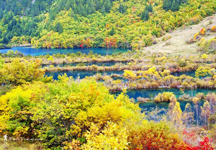 Jiuzhai Valley (九寨沟): Shuzheng Lakes (树正群海)