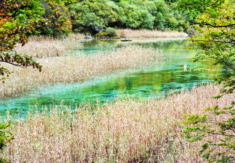 Jiuzhai Valley (九寨沟): Reed Lake (芦苇海)