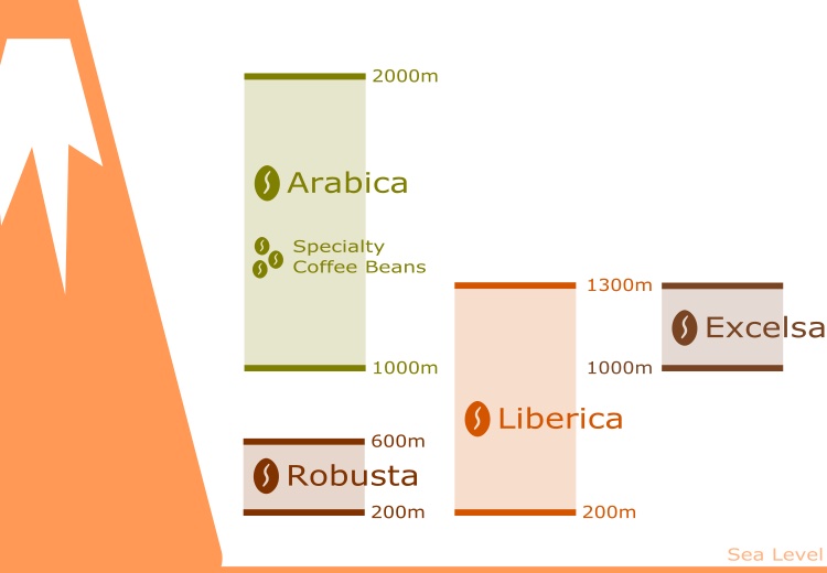Caffeine level of coffee beans vs cultivation altitude