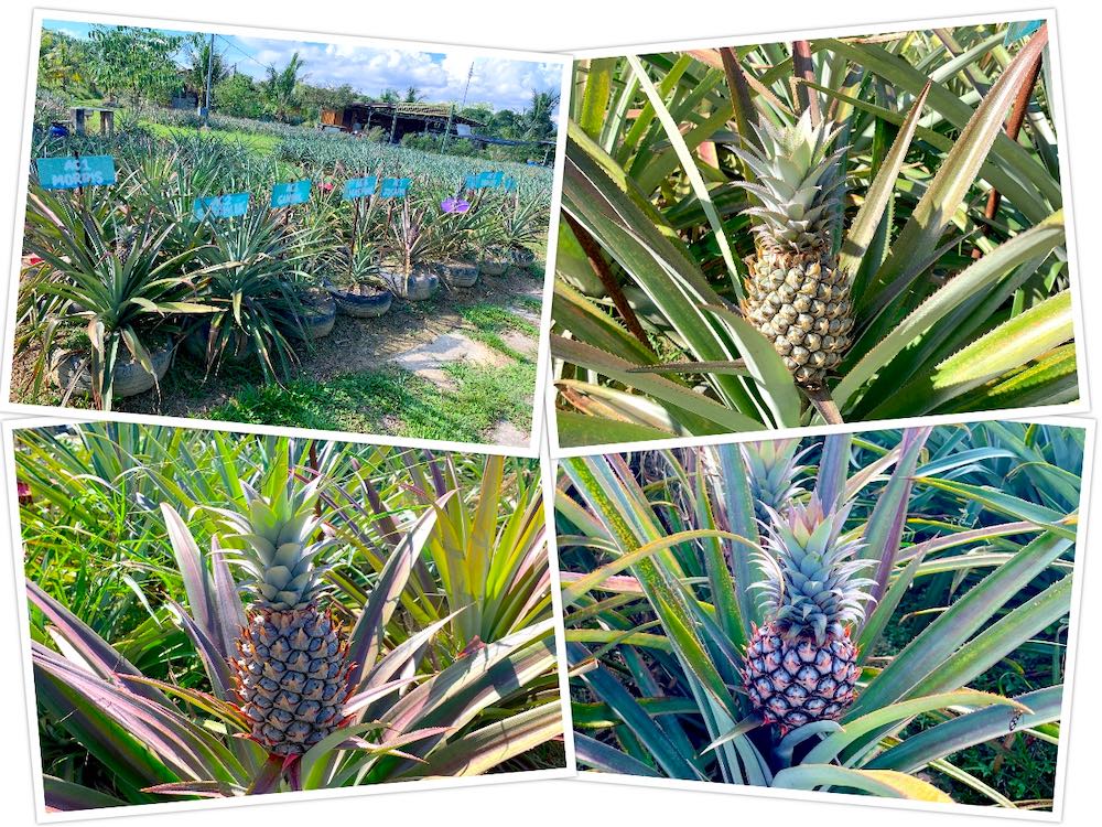 Nictar Pineapple Park: Different species of pineapple