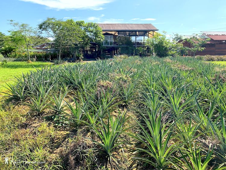 Nictar Pineapple Park: Pineapple field