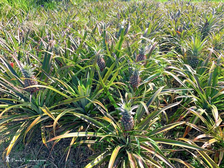 Nictar Pineapple Park: Full-grown pineapple