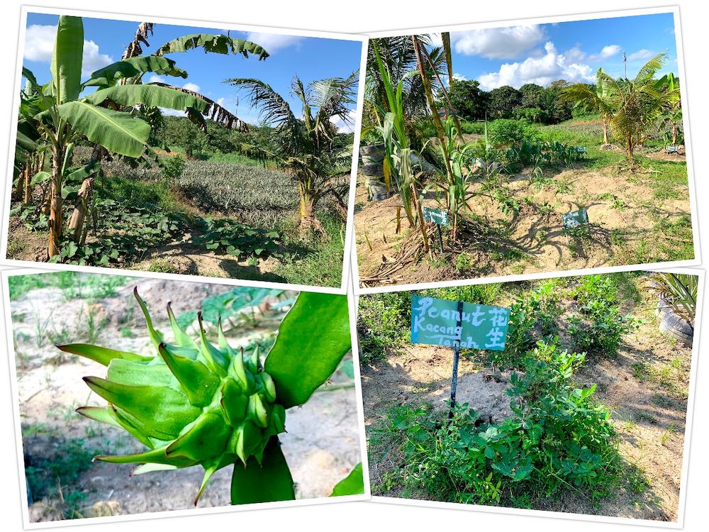 Nictar Pineapple Park: Other plants