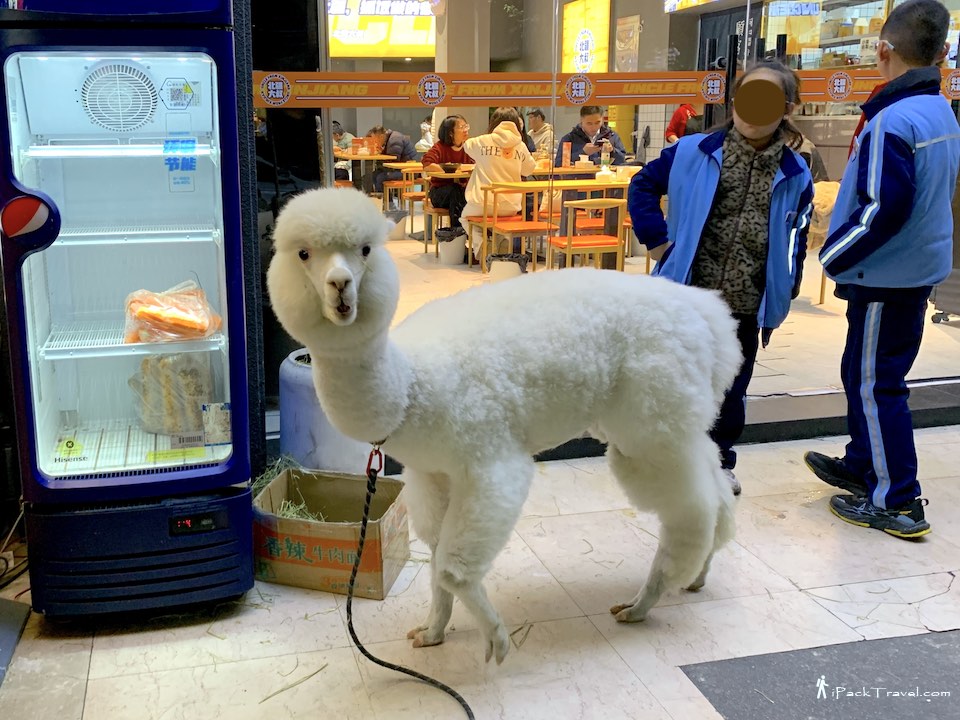 Uncle From Xinjiang (北疆大叔): A white alpaca (白羊驼)