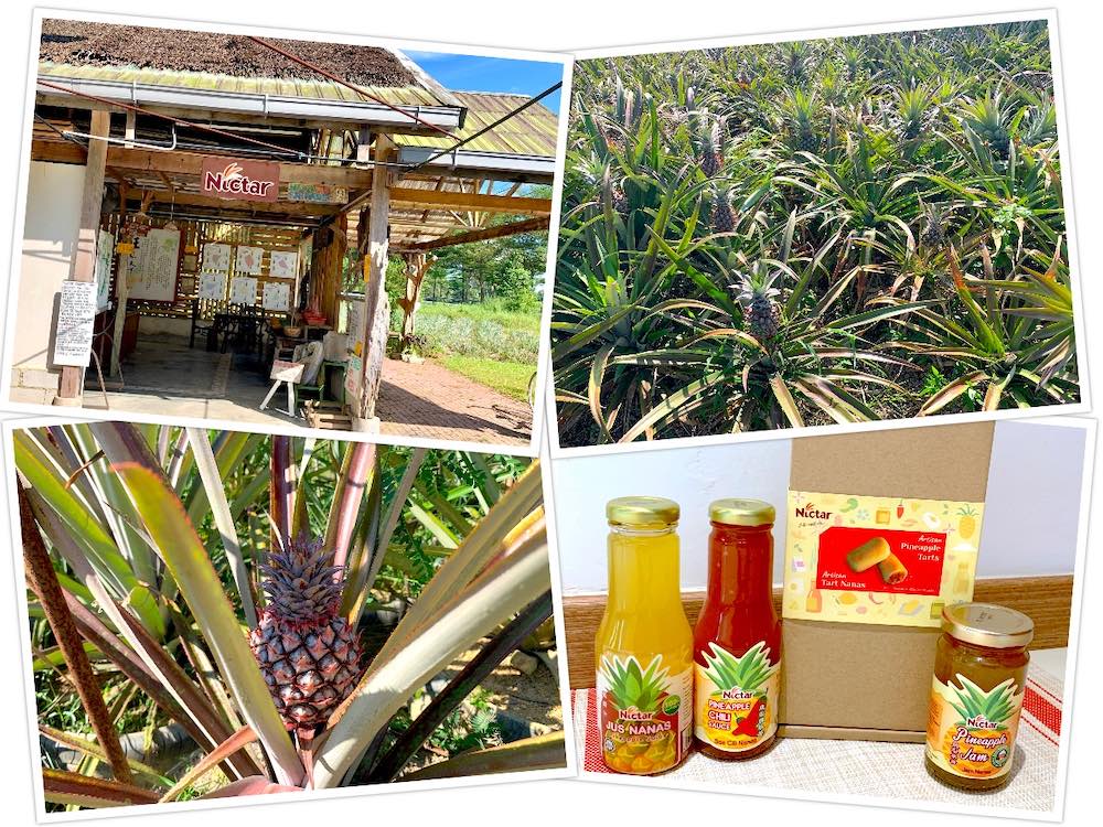 Pontian Do: Visit a Pineapple Farm